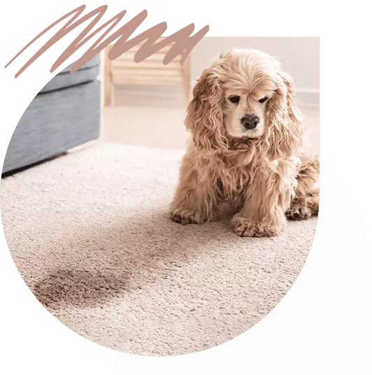 Mae Artisan Rugs | mae rugs pet urinating hero pic v3 compressed